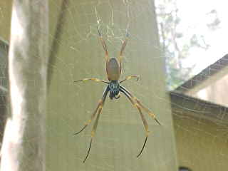 A spider in Brisbane, QLD