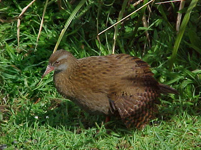 The weku or Moari hen looks and acts like a cross between a duck and a chicken.   They wander all over the place.   (New Zealand, The Travel Addicts, South Island)