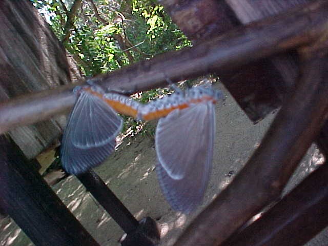 2 butterflys mating.  Location:Komodo National Park, Komodo, Nusa Tenggara Timur, Indonesia (Indonesia, The Travel Addicts, Komodo)