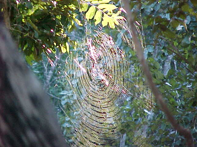 Spider web.  Location:Komodo National Park, Komodo, Nusa Tenggara Timur, Indonesia (Indonesia, The Travel Addicts, Komodo)
