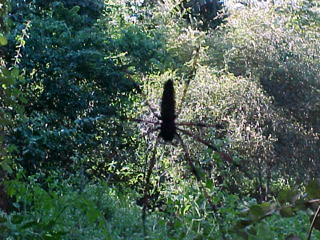 Spider.  Location:Komodo National Park, Komodo, Nusa Tenggara Timur, Indonesia (Indonesia, The Travel Addicts, Komodo)