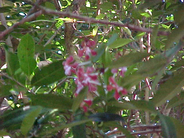Orchids in a tree.  Location:Komodo National Park, Komodo, Nusa Tenggara Timur, Indonesia (Indonesia, The Travel Addicts, Komodo)