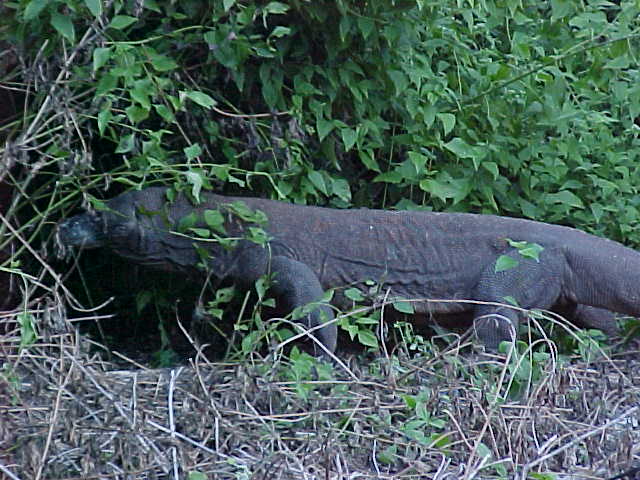 Komodo Dragons.  Location:Komodo National Park, Komodo, Nusa Tenggara Timur, Indonesia (Indonesia, The Travel Addicts, Komodo)