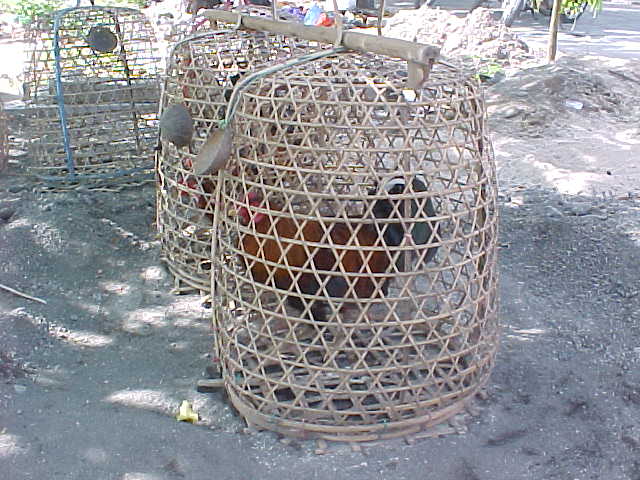 fighting cocks in wicker cages.  Location:Bali,Indonesia (Indonesia, The Travel Addicts)