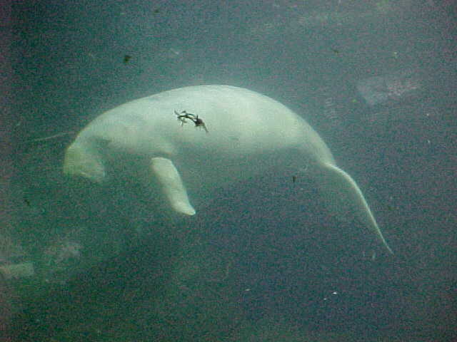 Dugong (Singapore, The Travel Addicts)