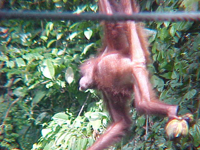 MVC-876S. Sepilok Orangutan Rehabilitation Centre, Sabah, Malaysia (The Travel Addicts, Malaysia)