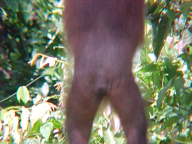 MVC-882S-Monkey's ass. Sepilok Orangutan Rehabilitation Centre, Sabah, Malaysia (The Travel Addicts, Malaysia)