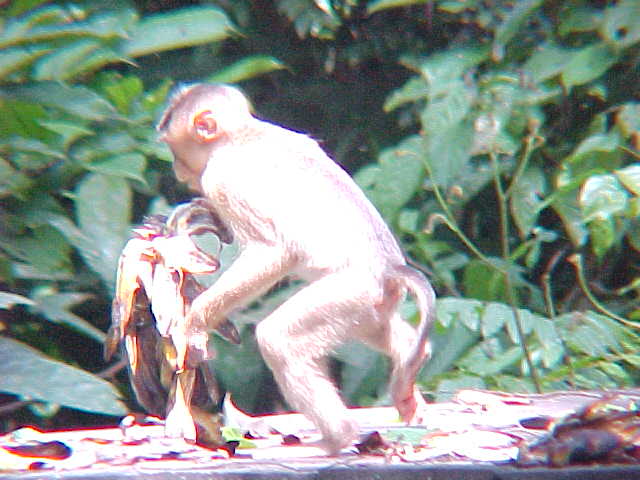 MVC-888S-Stop thief!. Sepilok Orangutan Rehabilitation Centre, Sabah, Malaysia: This macaque stole his lunch from the orangutans (The Travel Addicts, Malaysia)