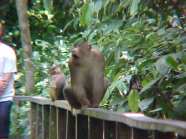 MVC-003S-Another viscous macaque. Sepilok Orangutan Rehabilitation Centre, Sabah, Malaysia: This guy charged me! (The Travel Addicts, Malaysia)