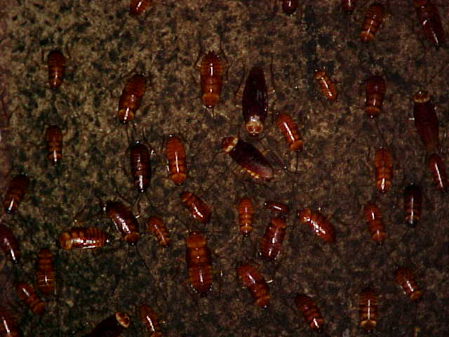 Cockroaches infest the guano strewn cave floor (Malaysia, The Travel Addicts)