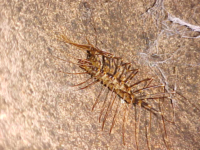 ong legged centipede :  (reportedly poisionous) (Malaysia, The Travel Addicts)