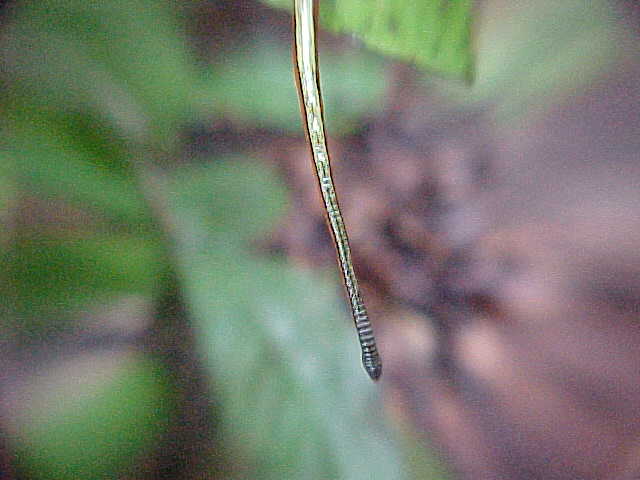 Leech! : (More on these later...) (Malaysia, The Travel Addicts)