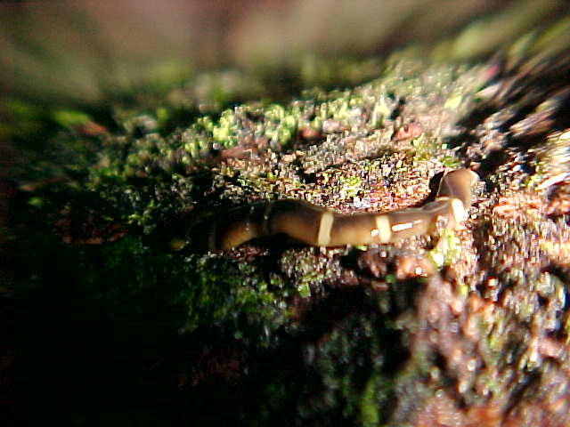 Hammerhead worm (Malaysia, The Travel Addicts)