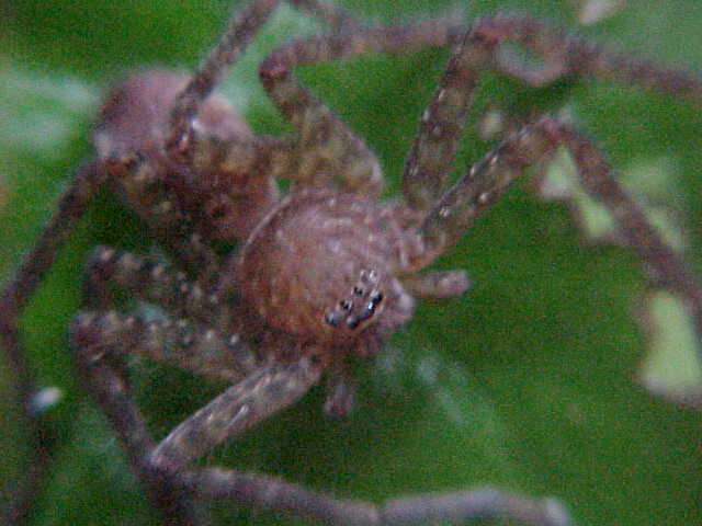 Spider (Malaysia, The Travel Addicts)