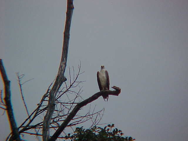 Eagle (Malaysia, The Travel Addicts)