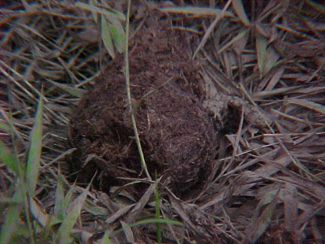 Elephant dung (Malaysia, The Travel Addicts)
