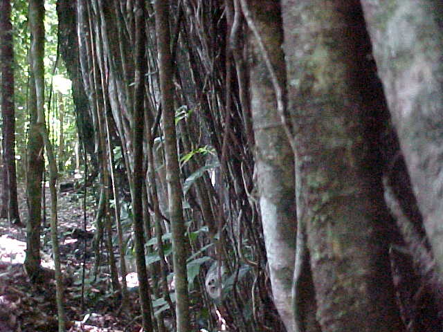 These vines are called lianas (Malaysia, The Travel Addicts)