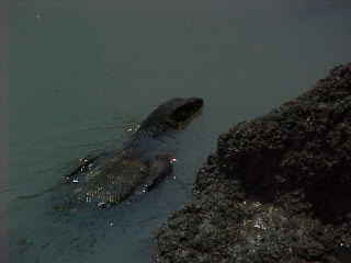 Mvc-157e-Iguana in the Melaka river. Malacca, Malacca, Negeri Melaka, Malaysia (Malaysia, The Travel Addicts)