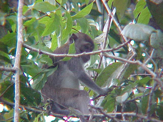 Long tailed macaque (Malaysia, The Travel Addicts)