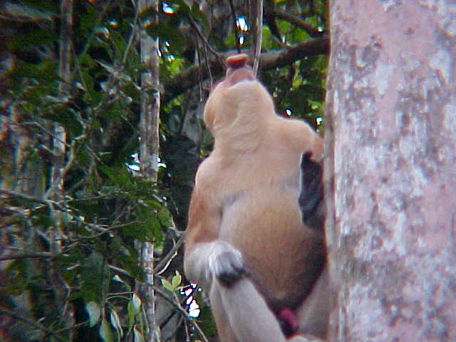 Male probiscus monkey whooping (Malaysia, The Travel Addicts)