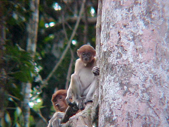Infant probiscus (Malaysia, The Travel Addicts)