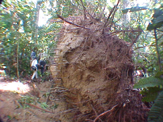 MVC-866S-Why the bridge is out. Sepilok Orangutan Rehabilitation Centre, Sabah, Malaysia: This tree fell on it. (The Travel Addicts, Malaysia)