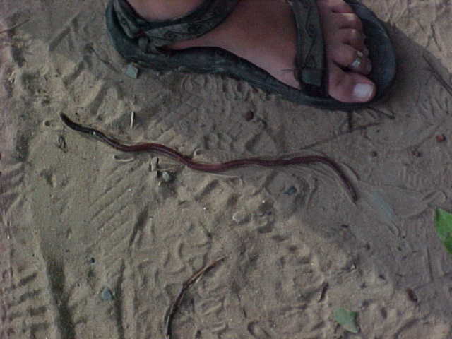 Big earthworm (Cambodia, The Travel Addicts)
