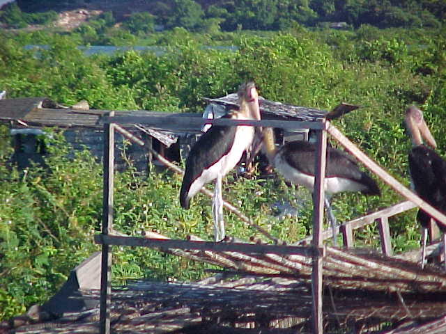 Storks (Cambodia, The Travel Addicts)