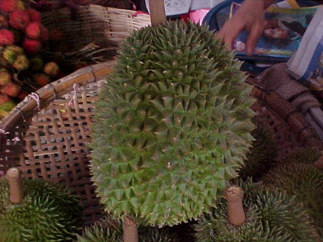 Durian (Vietnam, The Travel Addicts)