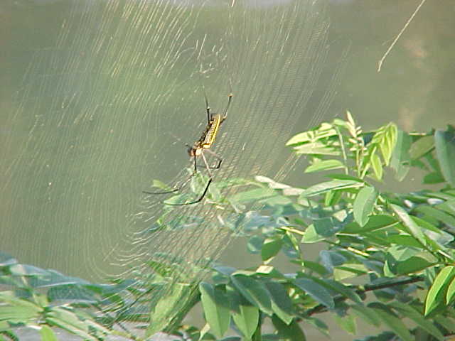 Spider outside our bungalow (Laos, The Travel Addicts)