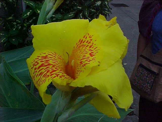 Flower for Helen (Laos, The Travel Addicts)