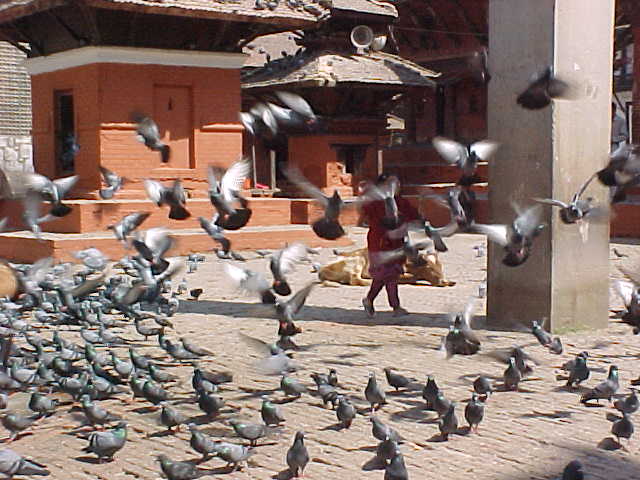 SGK scares the birds (Nepal, The Travel Addicts)