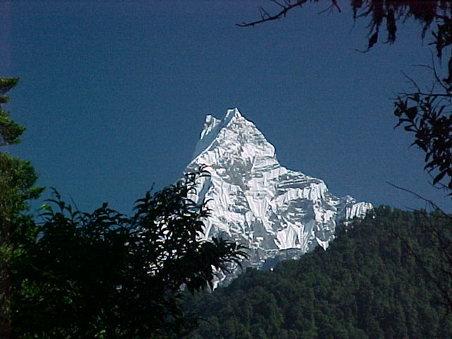 Machapuchare : Our final destination: Machapuchare or "Fish tail" as it is sometimes called, is 6997m tall from the giant rhododendron forest (Nepal, The Travel Addicts)