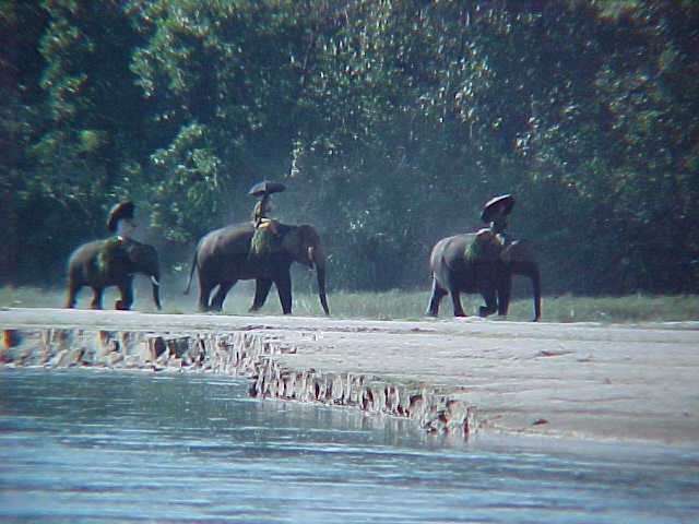 Elephants gathering grass (Nepal, The Travel Addicts)