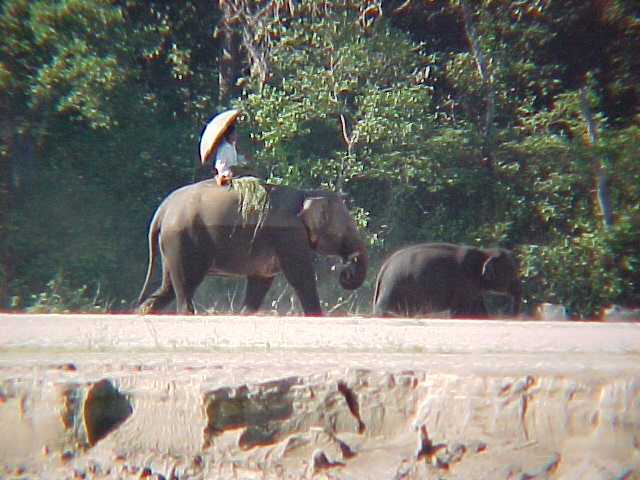 Elephants gathering grass (Nepal, The Travel Addicts)