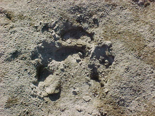 Rhino tracks! (Nepal, The Travel Addicts)