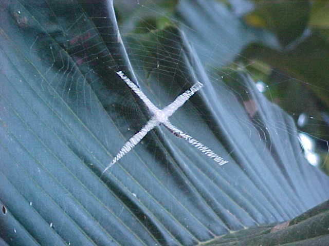 Interesting spider web : The spider is hiding behind the X (Nepal, The Travel Addicts)
