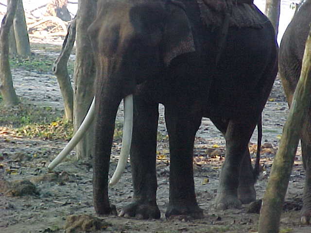 Elephants! : Our transport for the day) (Nepal, The Travel Addicts)