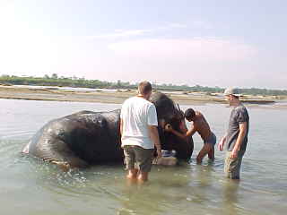 My turn to give the elephant a bath