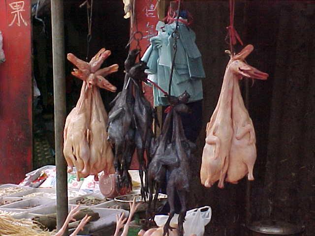 MVC-144S-Ducks. , Chengdu, Sichuan Sheng, China (成都, 四川省, 中国): The black ones are smoked (The Travel Addicts, China)