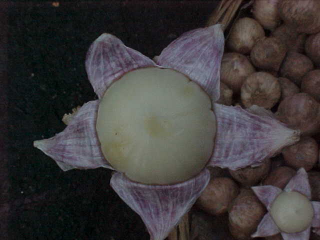 MVC-149S-Odd garlic like bulb. , Chengdu, Sichuan Sheng, China (成都, 四川省, 中国) (The Travel Addicts, China)