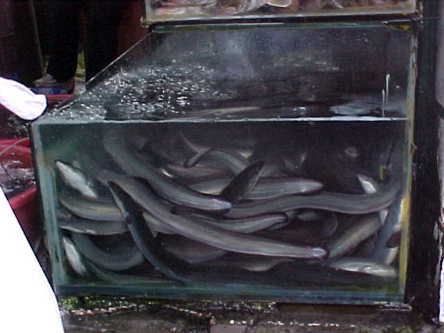 MVC-151S-live eels. , Chengdu, Sichuan Sheng, China (成都, 四川省, 中国) (The Travel Addicts, China)