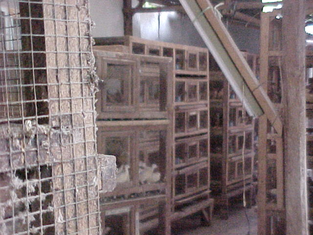 Pigeons in cages behind a restaurant (Indonesia, The Travel Addicts)
