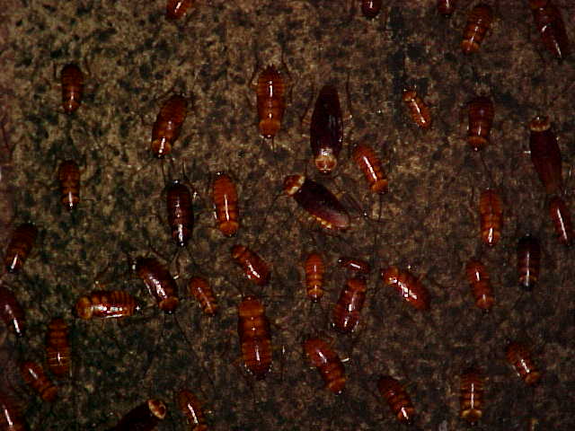 Cockroaches infest the guano strewn cave floor (Malaysia, The Travel Addicts)