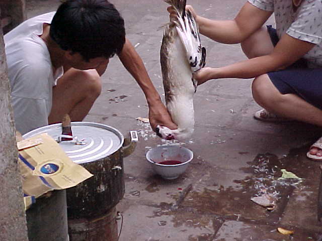 Fowl slaughter : Hey Bolton and Durwood! Here's the correct way to slaughter a chicken... (Vietnam, The Travel Addicts)