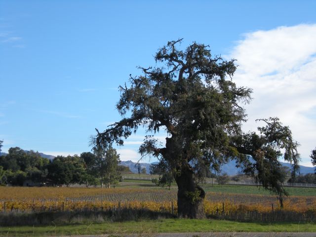 DSCN0015.jpg-Vineyard in fall : It's winter solstice, and the vines are still coloured for autumn!