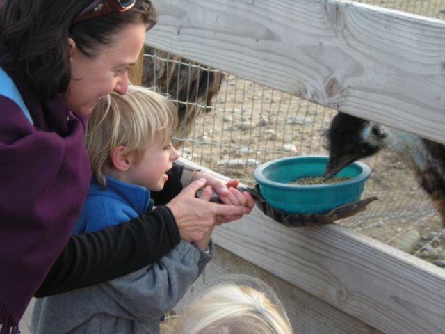 DSCN0035.jpg-Feeding the ostriches
