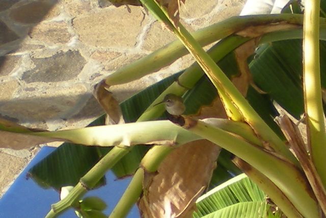 Finding the humming bird : There were about 5 shots of this tree on disc; and I had to search them closely till I found the one with the bird in it.  THEN I had to zoom it in about 1000% so you could actually see the thing... \ 