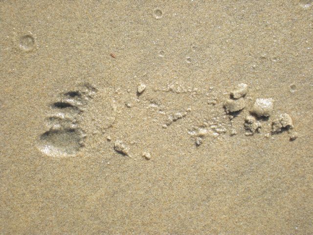 Michelangelo's footprint