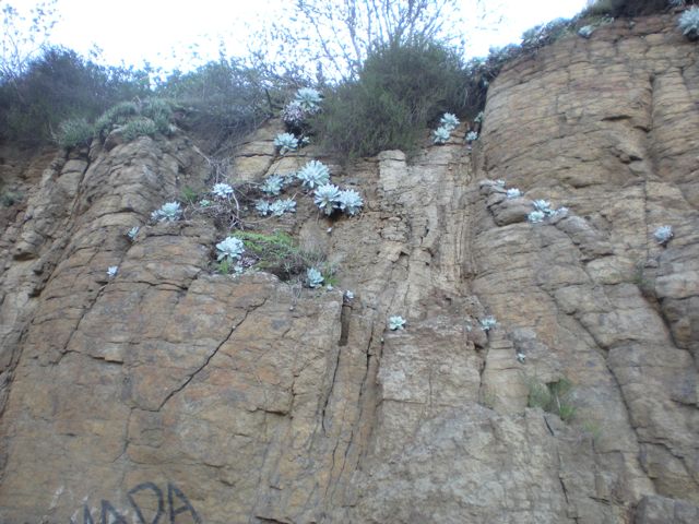 Succulents on the roadside